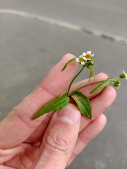 Galinsoga quadriradiata