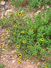 Sanvitalia procumbens