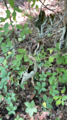 Callosamia promethea