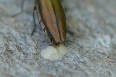 Agrilus