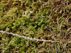 Plagiomnium venustum