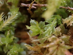 Plagiomnium venustum