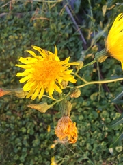 Sonchus arvensis