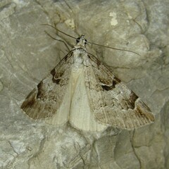 Aplocera praeformata