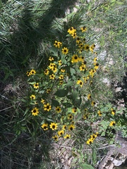 Rudbeckia