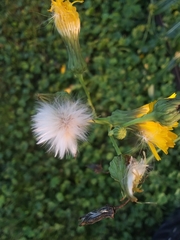 Sonchus arvensis