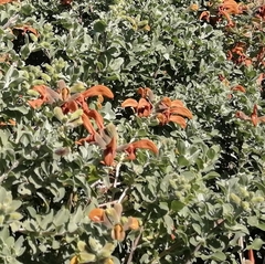 Salvia aurea