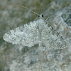 Eupithecia semigraphata