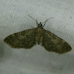 Eupithecia haworthiata
