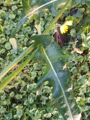 Sonchus arvensis
