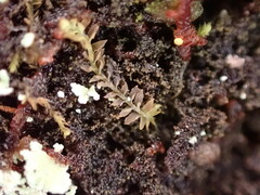 Douinia ovata