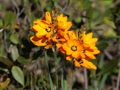Ixia maculata