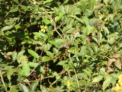 Geothlypis trichas