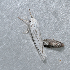 Coscinia
