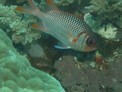 Myripristis violacea