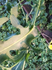 Sonchus arvensis