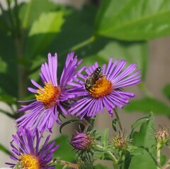 Megachilini