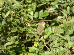 Geothlypis trichas