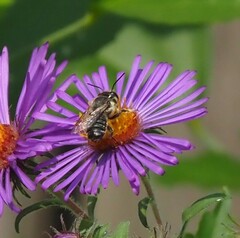 Megachilini