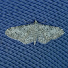 Eupithecia semigraphata
