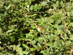 Geothlypis trichas