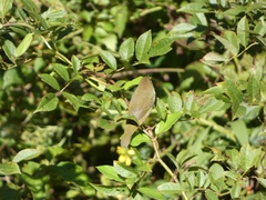 Geothlypis trichas