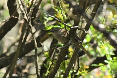 Bradypterus barratti