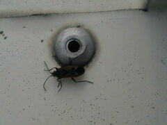 Rhyparochromus vulgaris