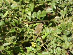 Geothlypis trichas