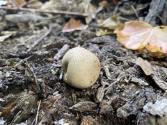 Scleroderma citrinum