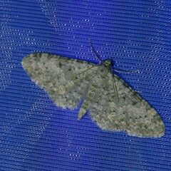 Eupithecia semigraphata