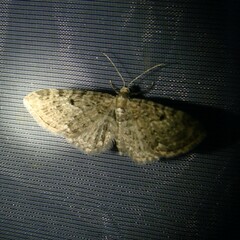 Eupithecia