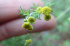 Hippia frutescens