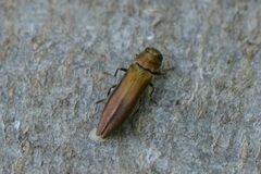 Agrilus