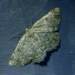 Charissa glaucinaria