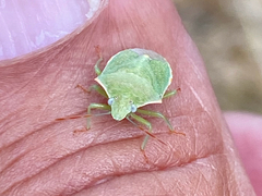 Nezara viridula