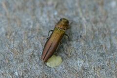 Agrilus