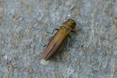 Agrilus