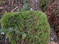 Pseudisothecium stoloniferum