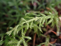 Pseudisothecium stoloniferum