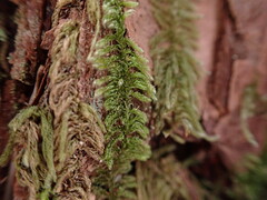Hypnum circinale
