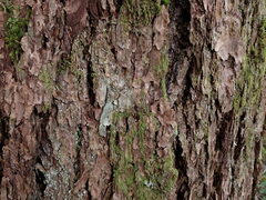 Hypnum circinale