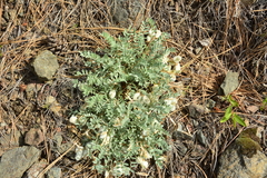 Astragalus purshii