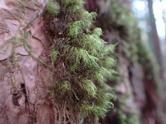 Dicranum fuscescens
