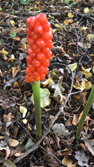 Arum maculatum