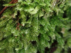 Pseudotaxiphyllum elegans