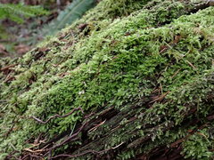 Pseudotaxiphyllum elegans