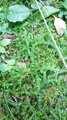 Selaginella helvetica