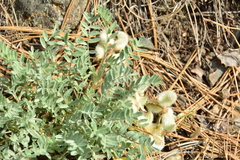 Astragalus purshii