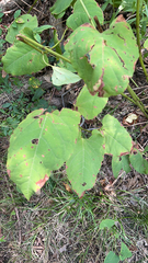 Reynoutria × bohemica